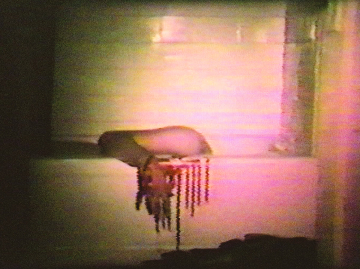 Cannibal Orgy and the Films of J.T. IV