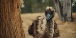 The Emu War