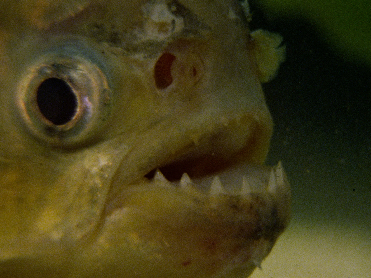 Faces of Death