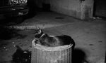 Confessions of a Psycho Cat + The Fat Black Pussycat