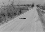 Roadkill