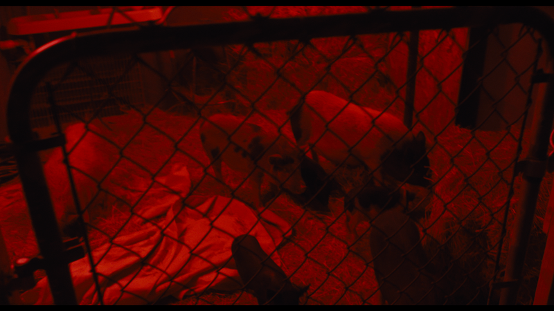 In Our Blood – Vinegar Syndrome