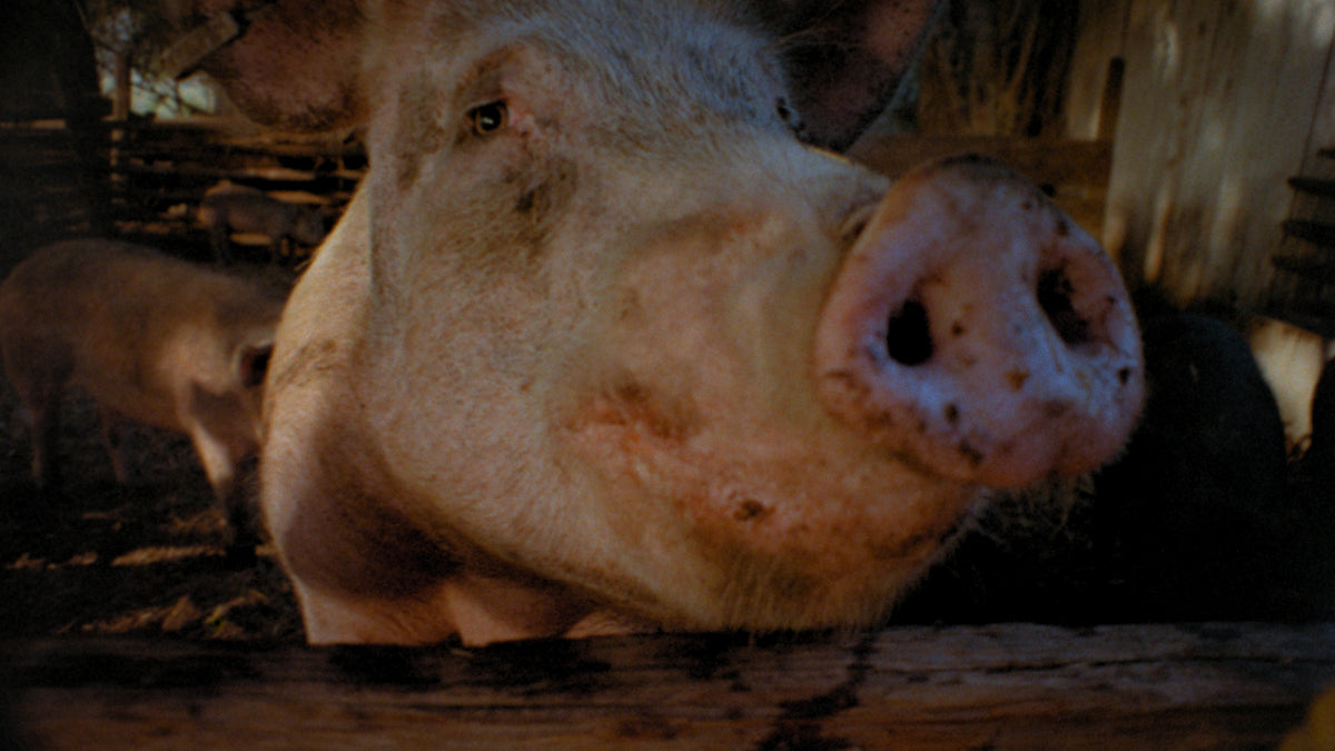 Pigs