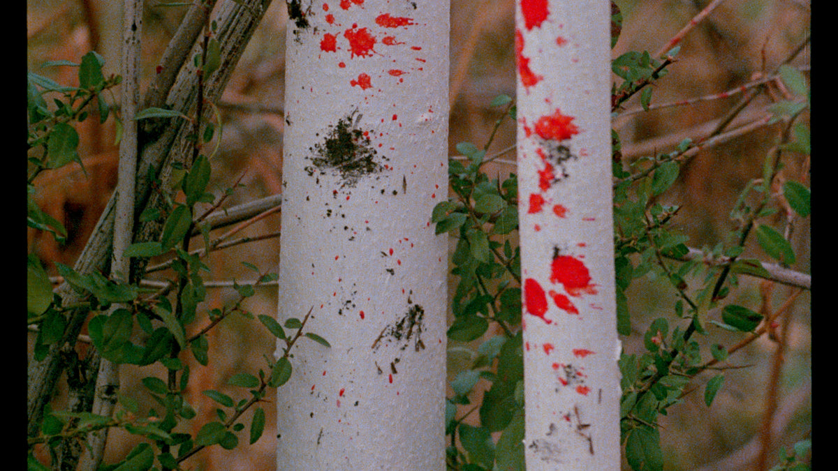 Don't Go In the Woods