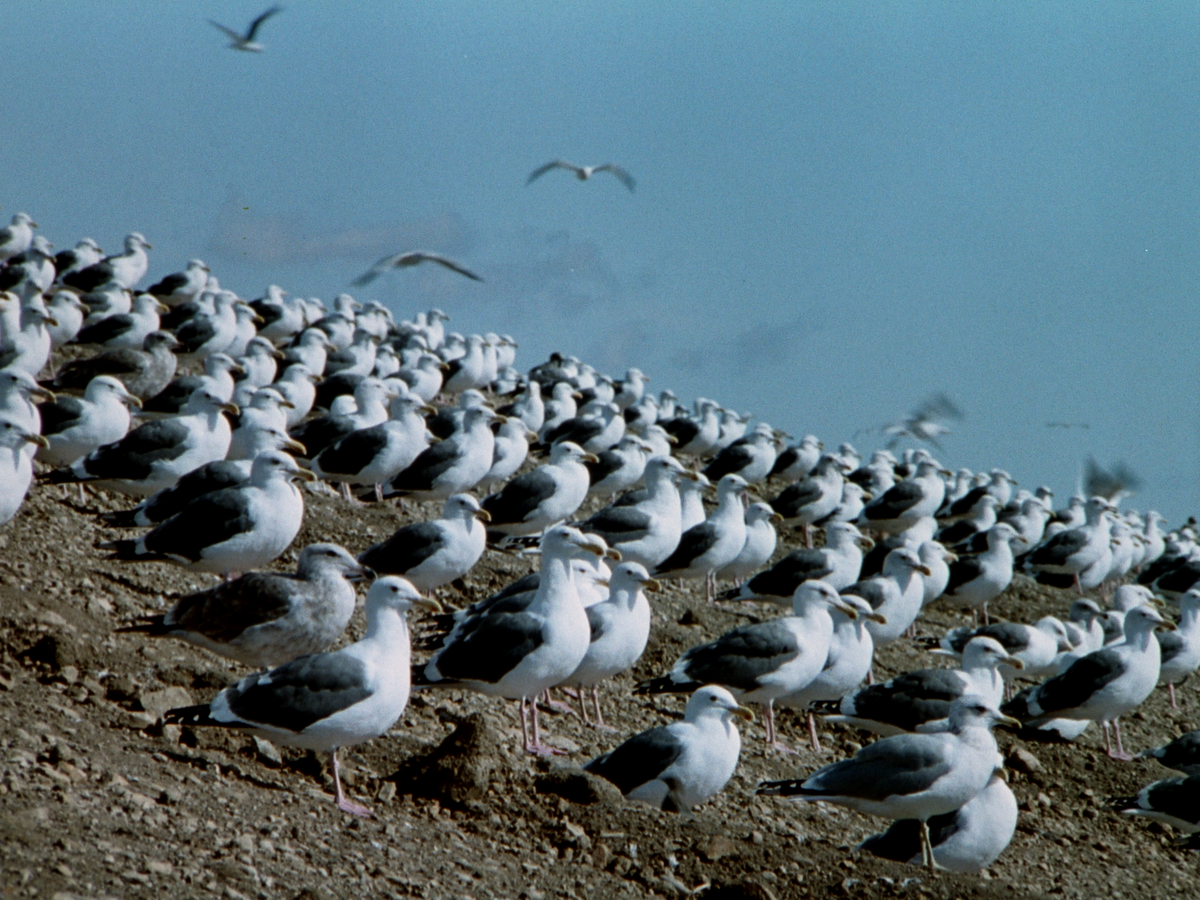The Birds II: Land's End