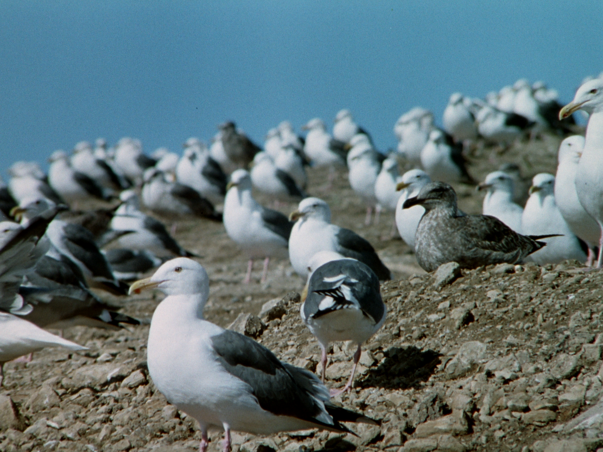 The Birds II: Land's End