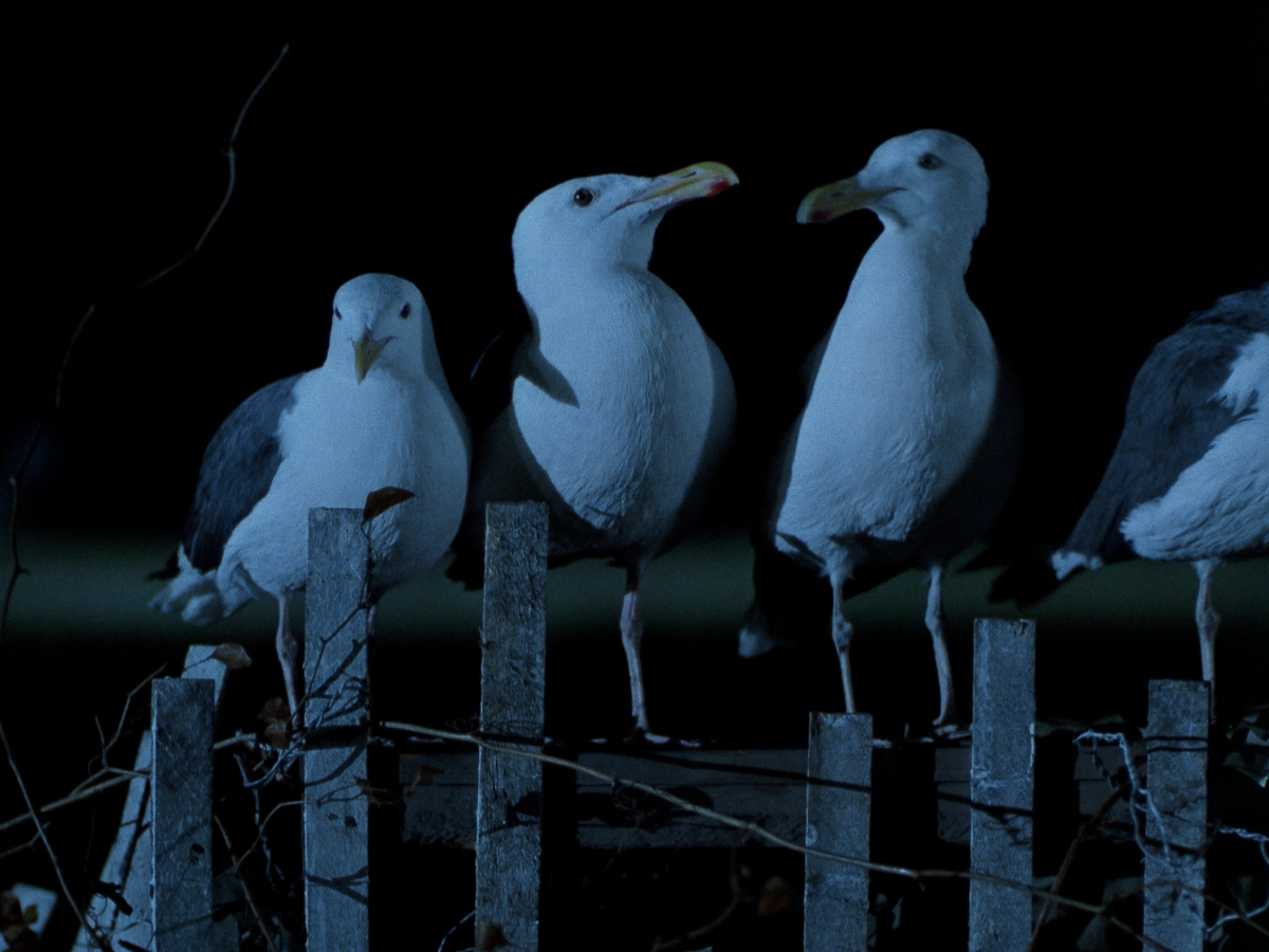 The Birds II: Land's End