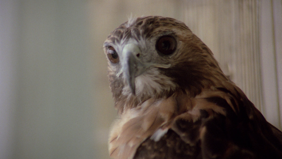 Zombie 5: Killing Birds