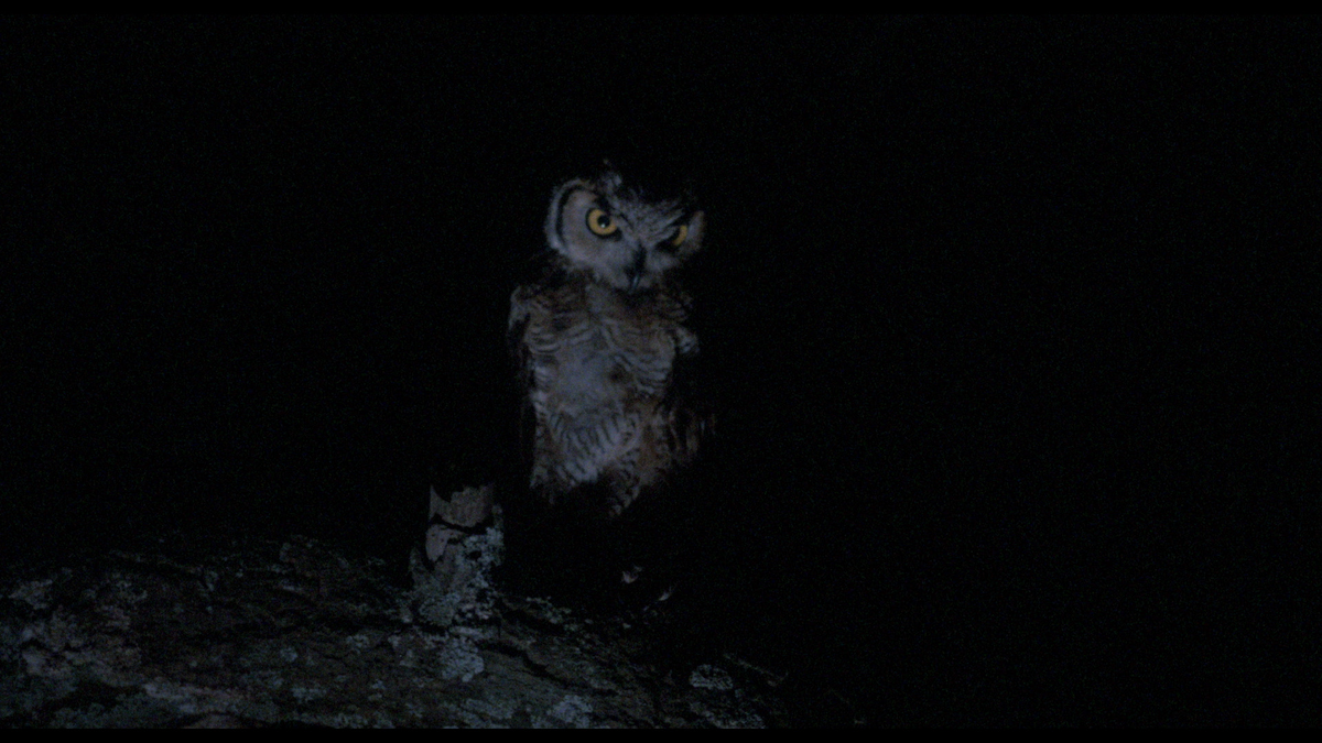 Mexican Gothic: The Films of Carlos Enrique Taboada