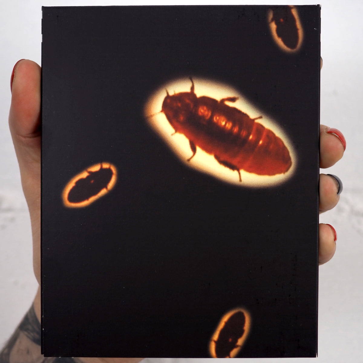 Red Cockroaches