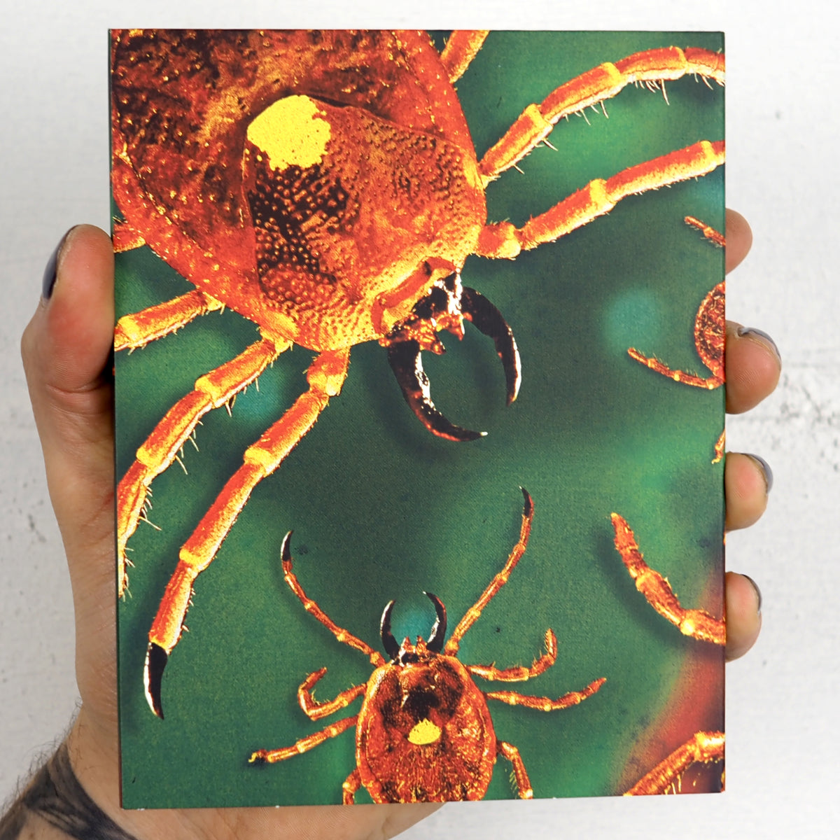 Ticks